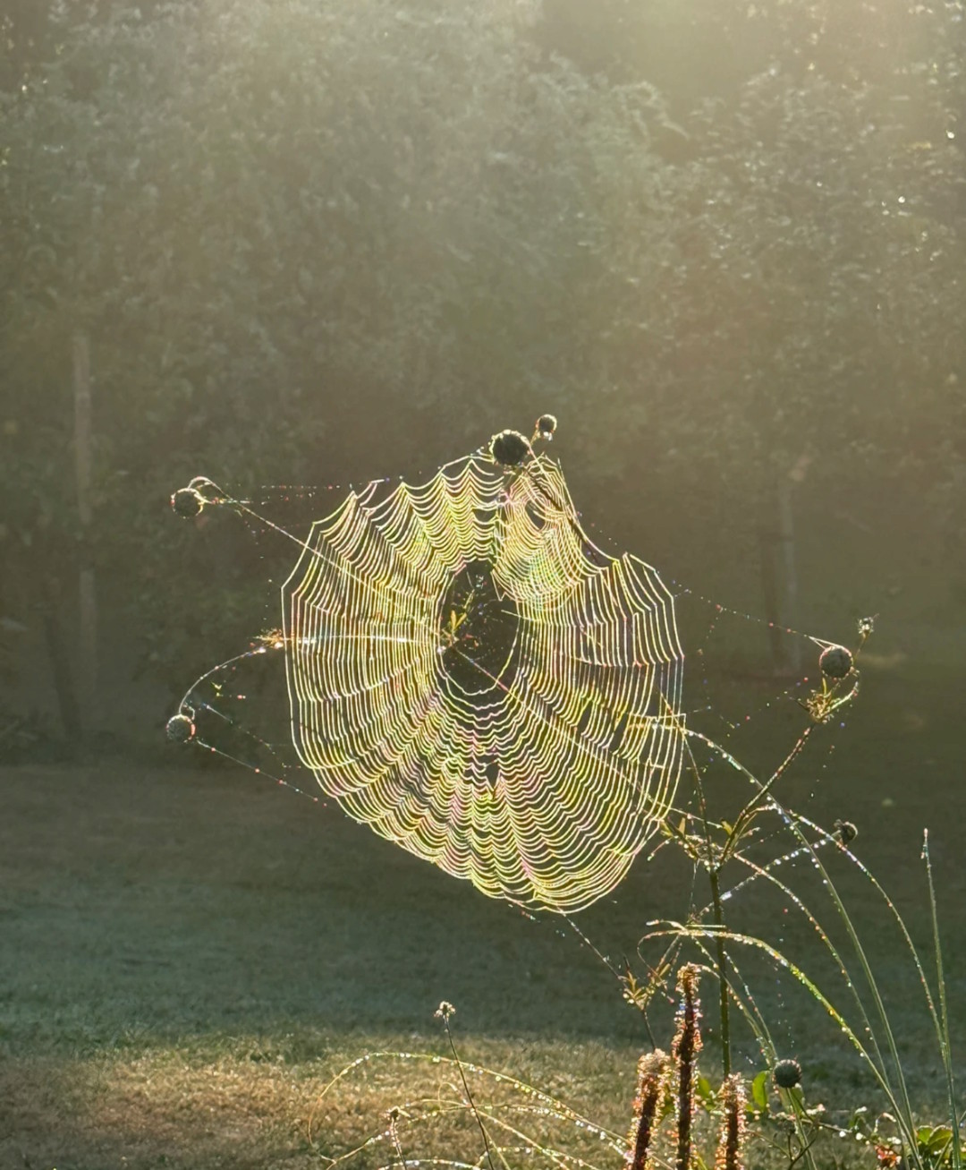 Spindelvæv i modsol