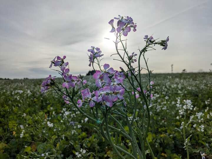 Ærteblomster i november